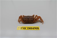 藏品(萬歲大眼蟹)的圖片